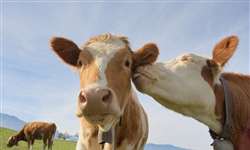 Tinder para bovinos? Reino Unido ganha app para encontrar 'almas gêmeas' no rebanho