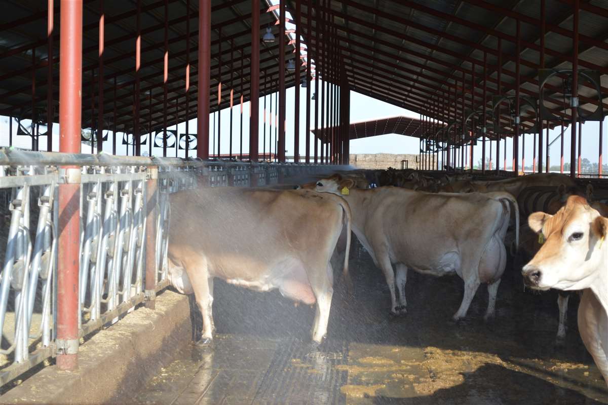 O que leva à morte de bovinos por excesso de calor