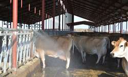 O que leva à morte de bovinos por excesso de calor? Entenda o caso que ocorreu na Argentina