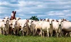 4 pontos chave na gestão do negócio da pecuária de corte