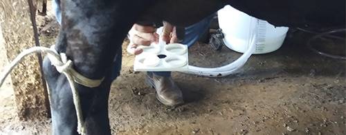 Controle de mastite em vacas leiteiras com produto homeopático