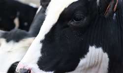 Manejo adequado reduz riscos de bicheira em bovinos
