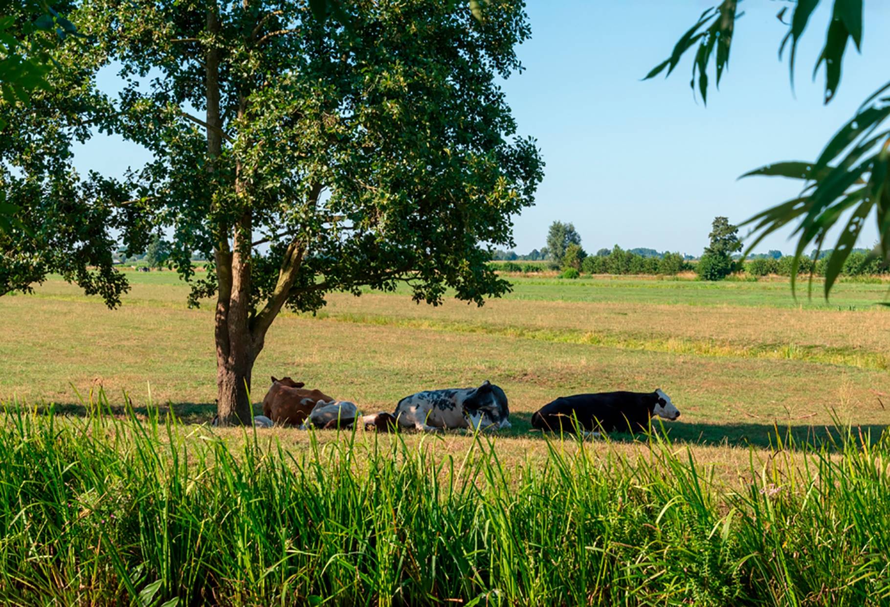Conforto das vacas criadas a pasto: a importância da sombra
