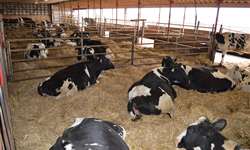 Por que a incidência de doenças é alta em vacas leiteiras?