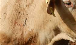 Prejuízos e Soluções contra os carrapatos dos bovinos