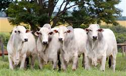 Descarte de vacas: manejo essencial manter a produtividade