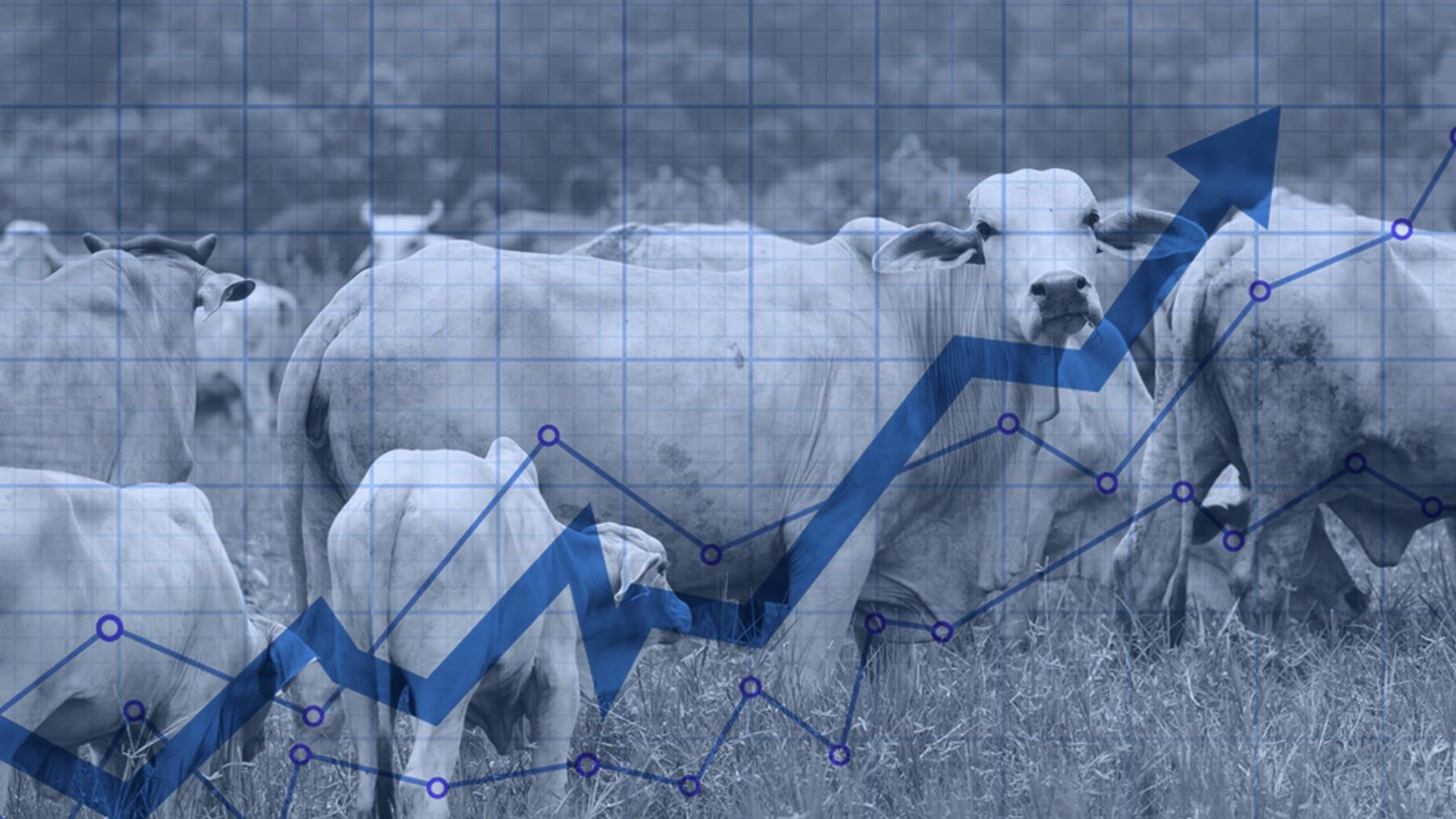 Sazonalidade dos preços do bezerro: o barato é sempre a melhor alternativa?