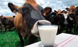 Gordura do leite em alta: aumento do preço pago ao produtor