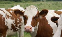 SENAR-PR abre edital para instrutores de bovinocultura leiteira
