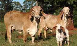 Seleção para tolerância genética ao estresse térmico em bovinos leiteiros no Brasil
