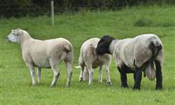 Planejando a estação de monta em ovinos (parte 2)