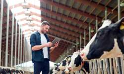 7 passos simples para aumentar seu lucro como produtor de leite