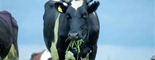 Receita menos custo com alimentação em fazendas leiteiras