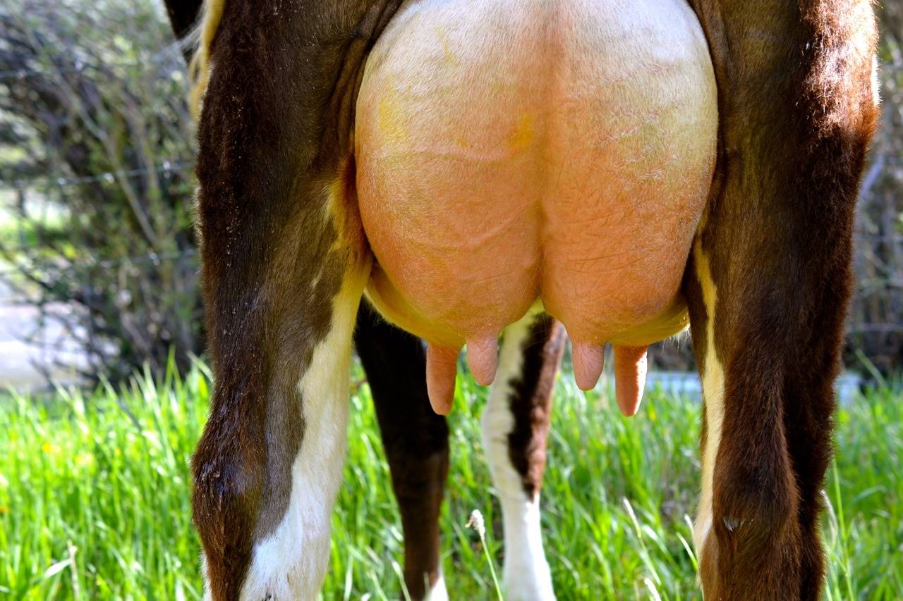 Como o leite é formado na glândula mamária?