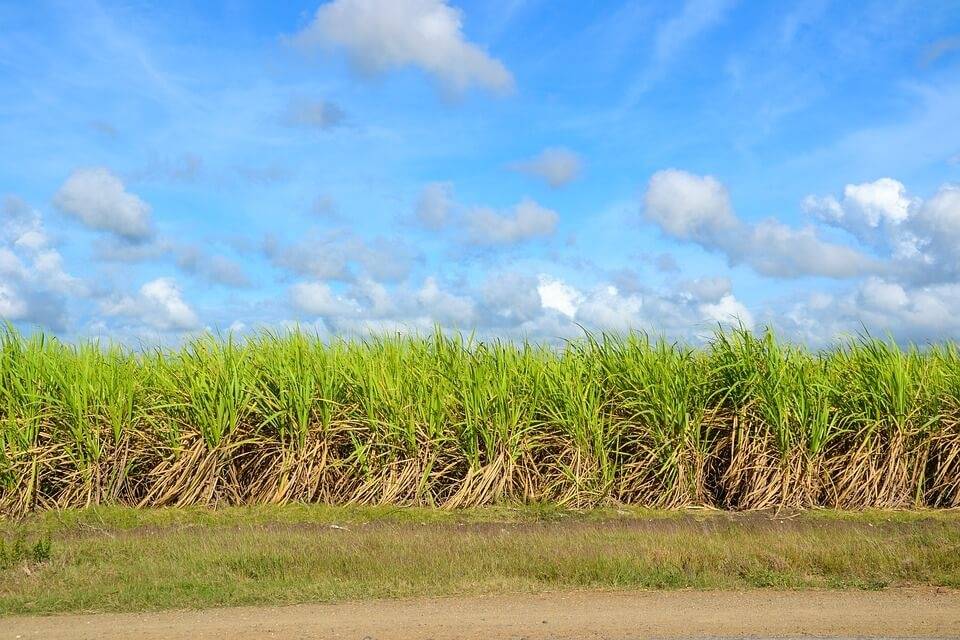 Silagem de cana-de-açúcar pode ser boa alternativa para este ano