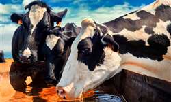Como a temperatura afeta a ingestão de alimentos e água da vaca?