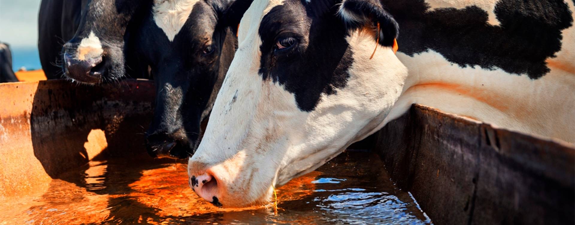 Como a temperatura afeta a ingestão de alimentos e água?
