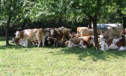 Vacas secas precisam de resfriamento no verão também