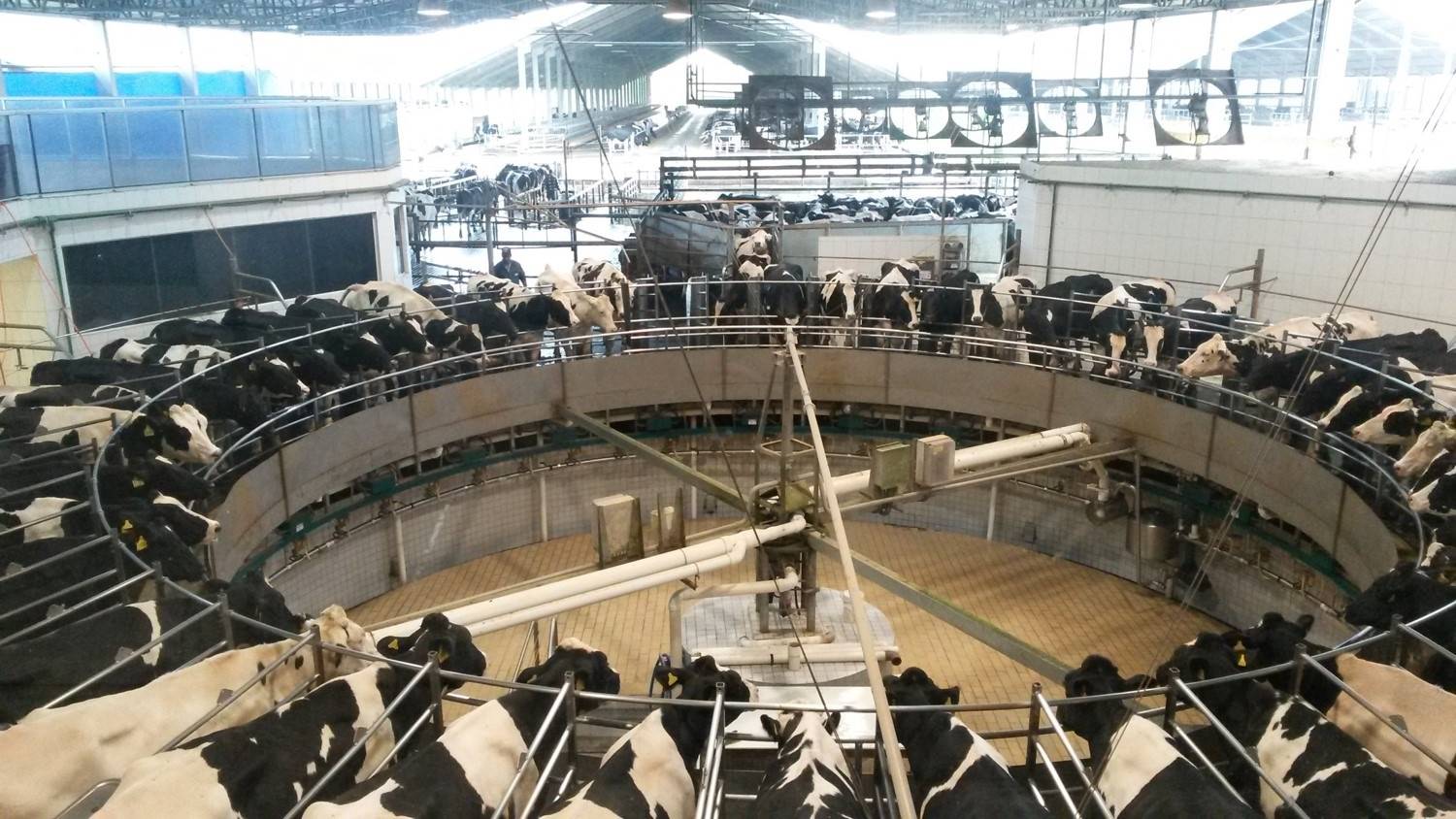Sala de espera: como as vacas estão aguardando a ordenha?