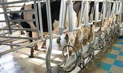 Da pequena à grande propriedade, a pasto ou confinado, por que produtores de leite estão apostando na robotização?