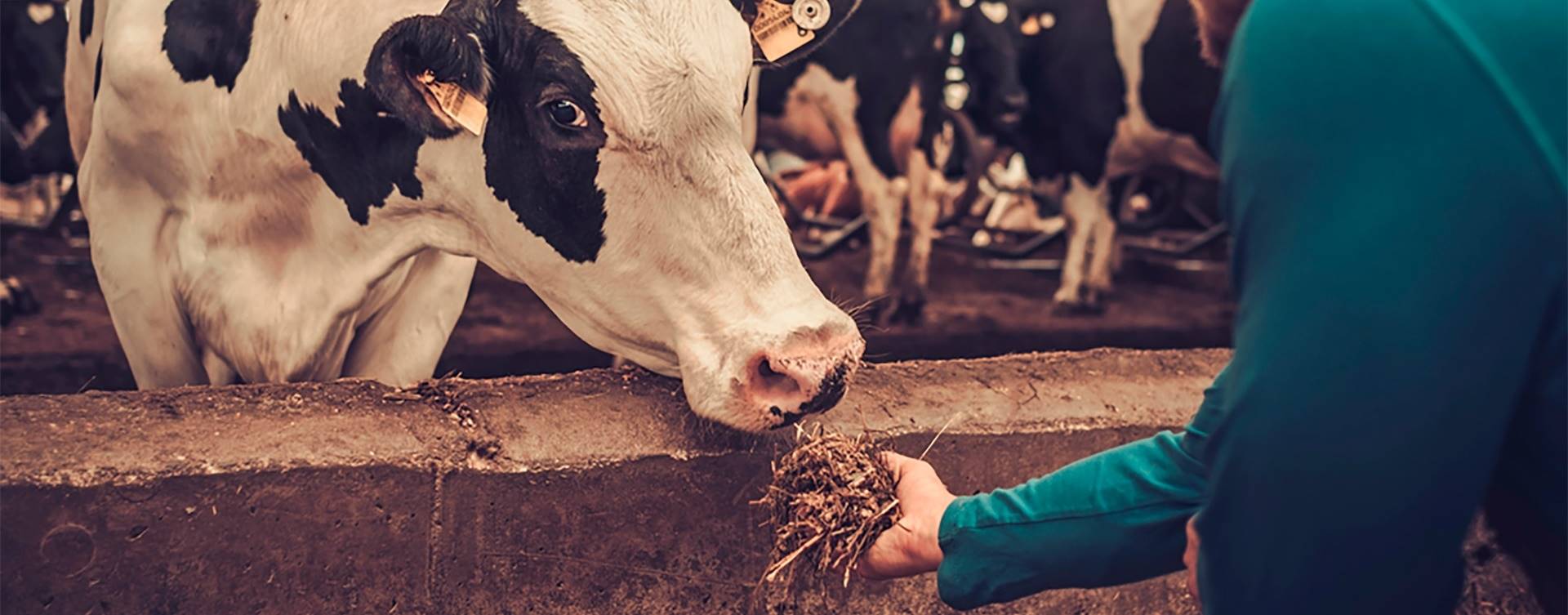Descubra como a nutrição pode impactar os sólidos do leite