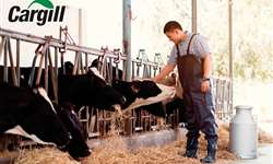 Dieta: Importância do correto agrupamento de vacas