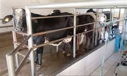 Influência do temperamento de bovinos leiteiros em parâmetros produtivos - Parte I de II