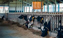 Como o free stall pode impulsionar a produção de leite?