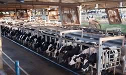 6 melhorias no conforto que aumentam a produção de leite em free stall