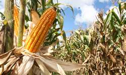 Dados sobre a área colhida nos EUA derrubam preço do milho