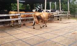 Influência do temperamento de bovinos leiteiros em parâmetros produtivos - Parte II de II
