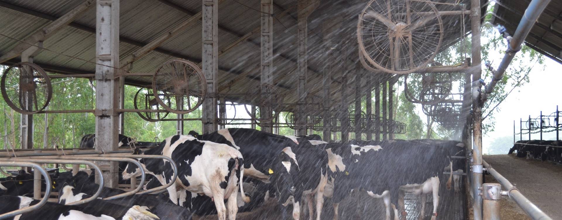 8 dicas de manejo no free stall