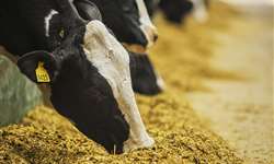 Erros e acertos de manejo no planejamento alimentar de fazendas leiteiras