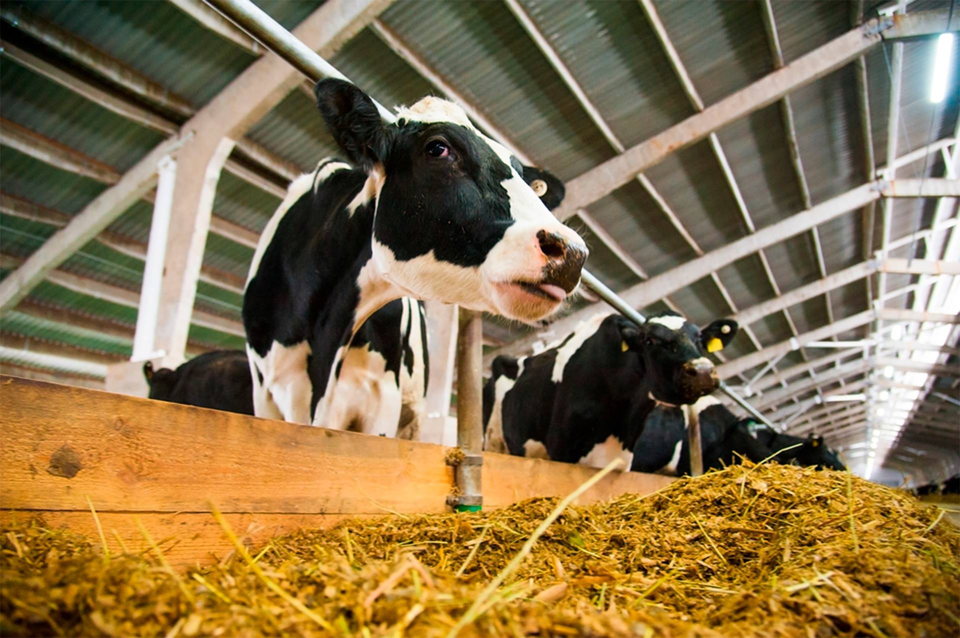 3 formas de melhorar a qualidade do leite promovendo o conforto das vacas