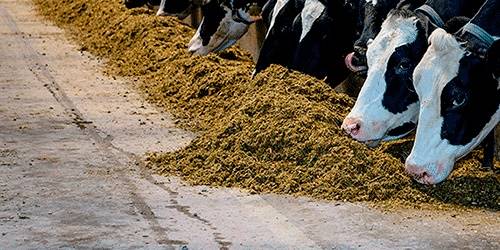 KWS Sementes vence 1° lugar no ensaio da CCGL com 49.964 litros de leite por hectare.