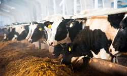 Você sabe qual é a principal questão de bem-estar animal em uma fazenda leiteira?