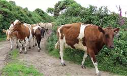 Curso de leite orgânico foca em manejo ambiental para reduzir impacto da produção pecuária