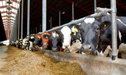 Como o bem-estar das vacas afeta os índices reprodutivos do rebanho e impacta o negócio