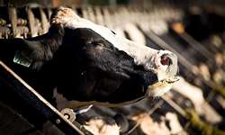 Uso de co-produtos na alimentação de vacas leiteiras