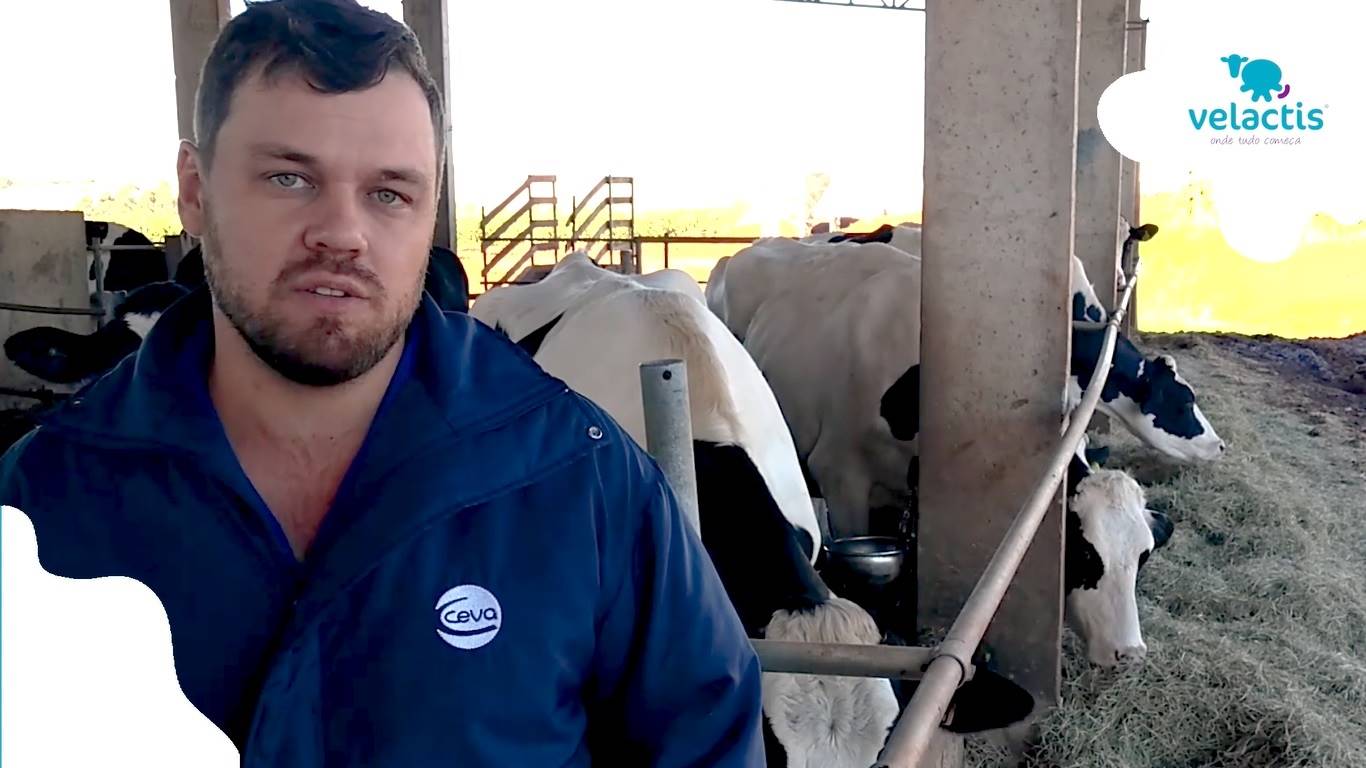 Facilitador de secagem de leite da Ceva pode aumentar produção em até 10 dias, relata produtor