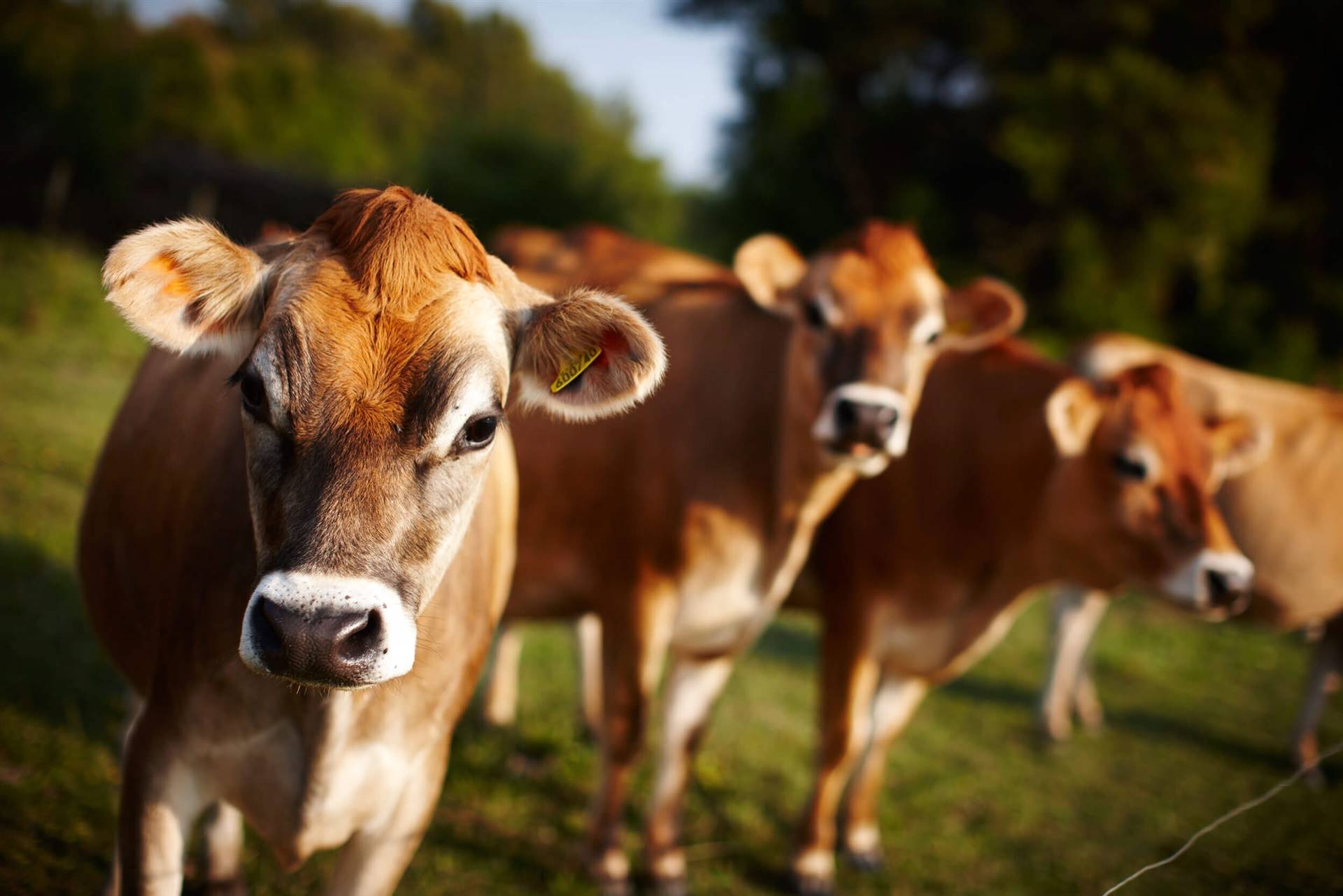 RS: pagamento por sólidos totais pode ajudar o pequeno produtor de leite