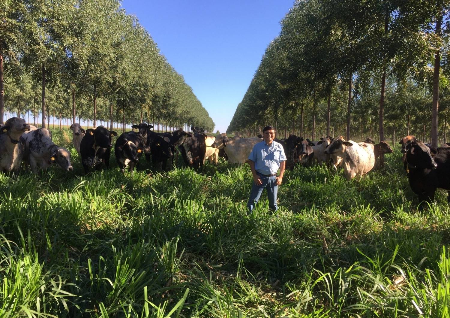 Bem-estar animal: Fazenda Boa Fé garante bons resultados com vacas felizes