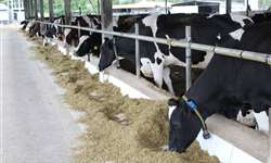Fazenda Uehara projeta aumentar produção de leite com auxílio do sistema de monitoramento da Allflex