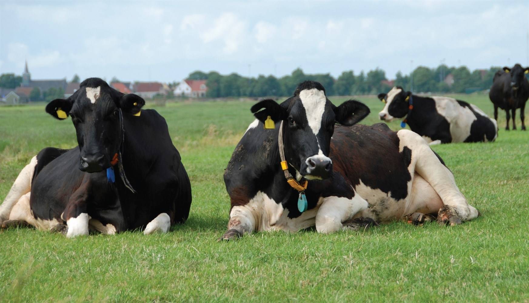 Bem-estar animal: por que as pessoas continuam fazendo o que não funciona?