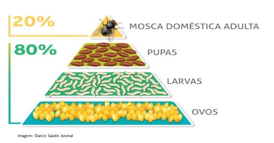 Moscas são apenas um incomodo... ou causam problemas?