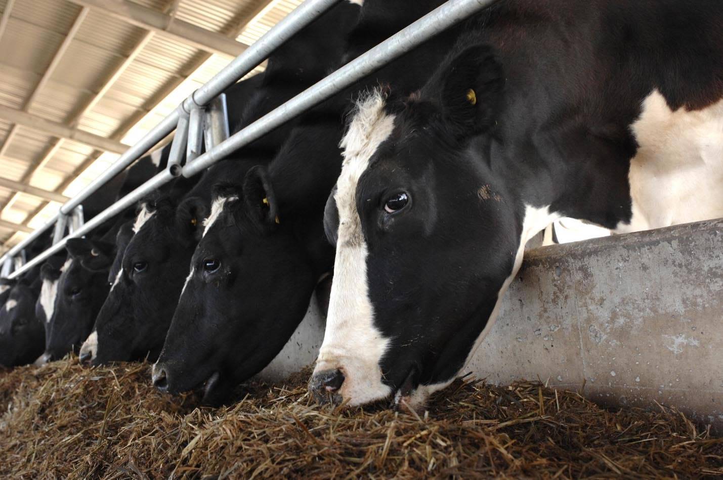 Formulação de dietas para vacas leiteiras com Marcos Neves