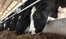 Formulação de dietas para vacas leiteiras com Marcos Neves