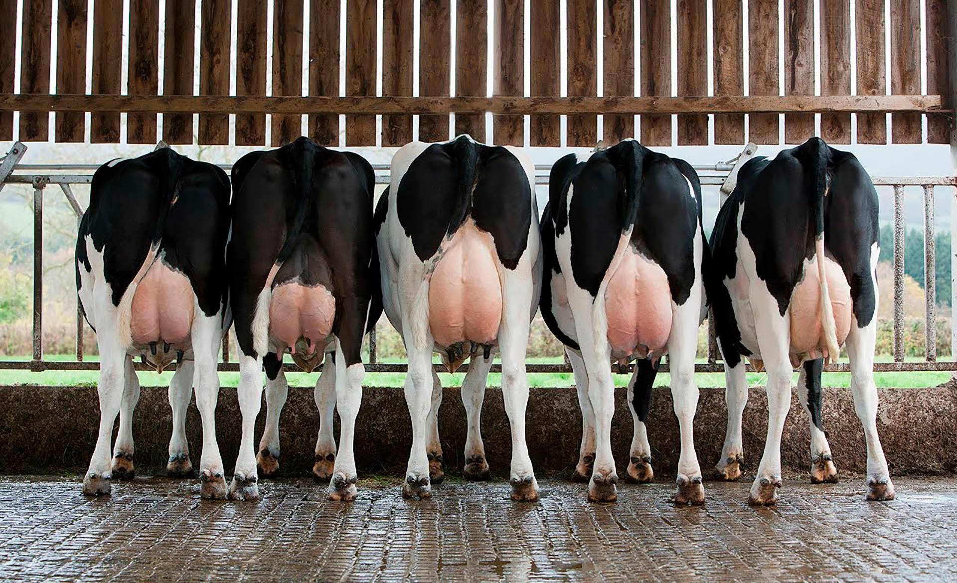 Como avaliar a condição corporal de vacas leiteiras