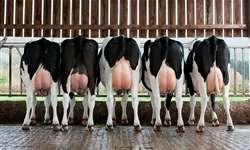 Como avaliar a condição corporal de vacas leiteiras