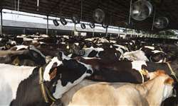 Turquia: projeto de resfriamento de vacas em fazenda leiteira